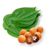 Paan & Supare